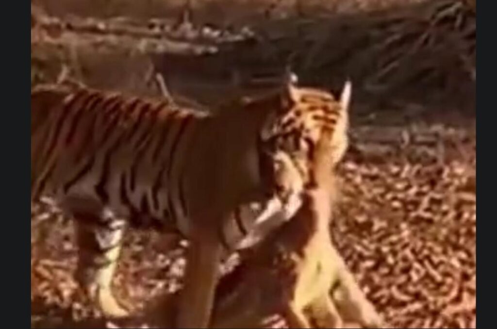 डीजे का शिकार, वीडियो हुआ वायरल
