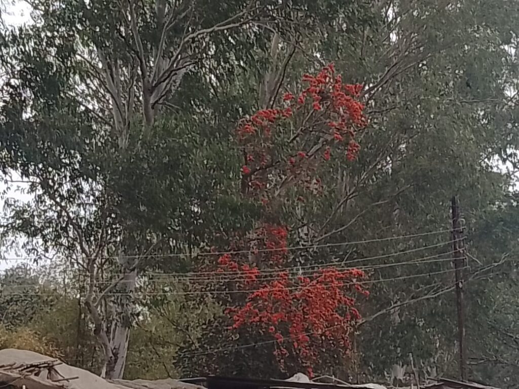 होली आइ रे कन्हाई गीत से लेकर पलास के फूलों तक