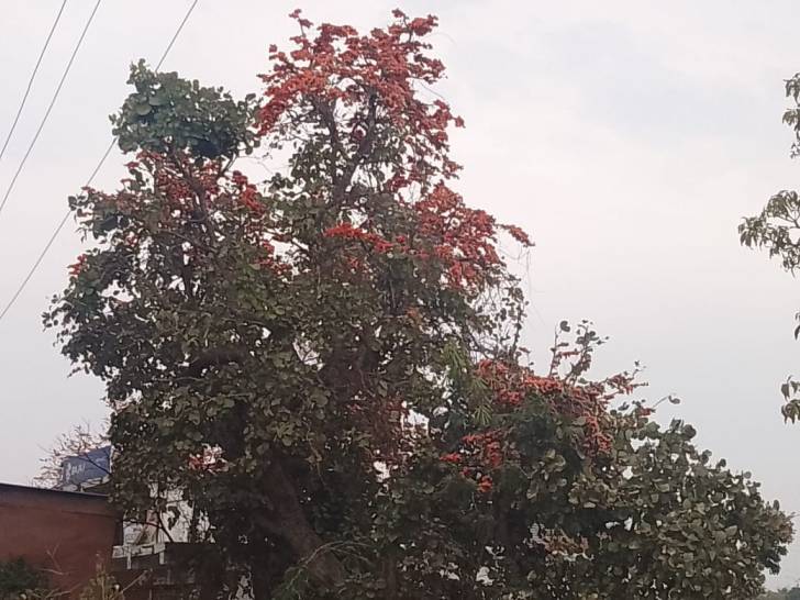 होली और पलास के फूल