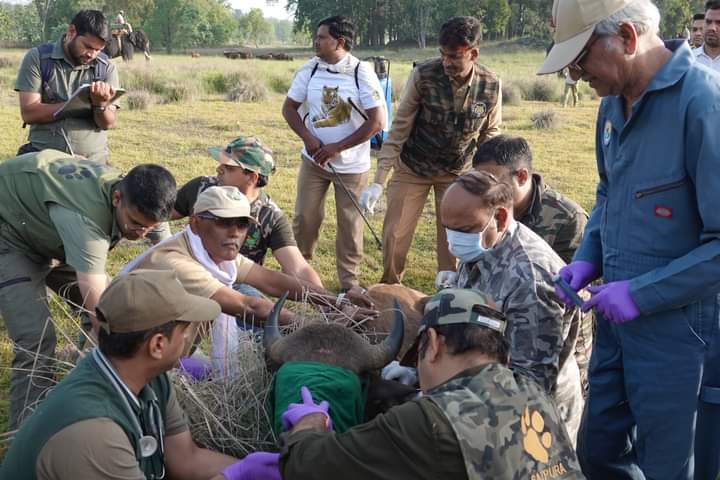 मंडला के बायसन सीधी रवाना