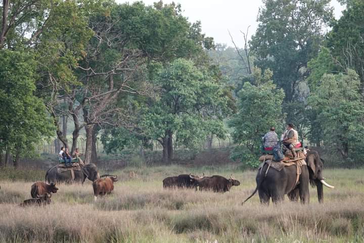 मंडला के बायसन सीधी रवाना