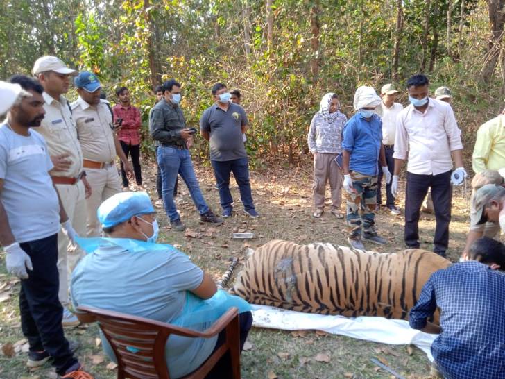 कान्हा पार्क में करेंट से बाघ की मौत आरोपी गिरफ्तार