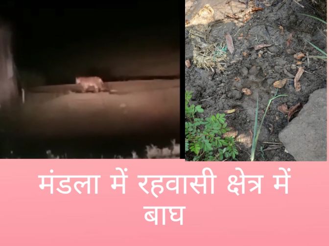 मंडला में रहवासी क्षेत्र में घूम रहे बाघ से दहशत में लोग