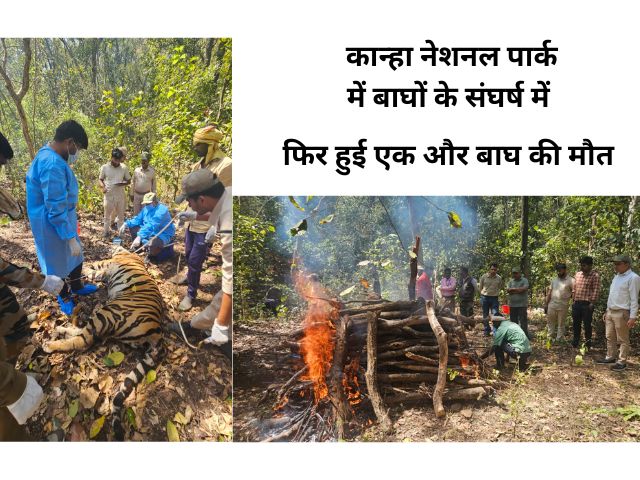 Kanha National park:2025 में हर माह एक बाघ की मौत 