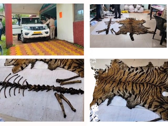 मंडला : बाघ शिकार मामले में 9 गिरफ्तार