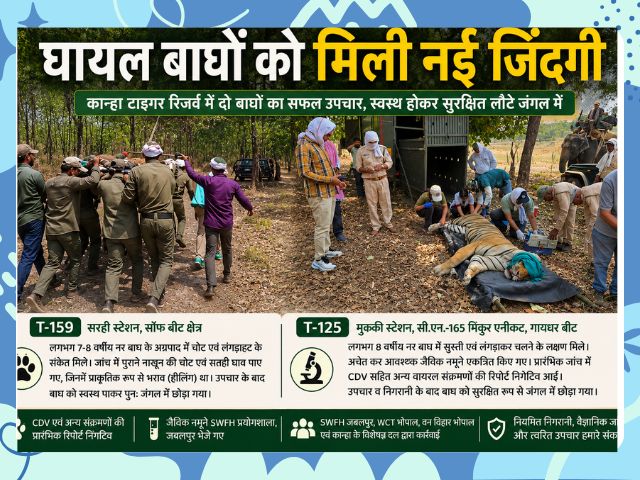 kanha tiger reserve में बीमार पड़े दो बाघों का सफल इलाज, नहीं मिला कोई  संक्रमण