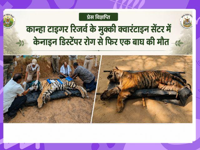 कान्हा टाइगर रिजर्व में उपचाररत बाघ की मौत