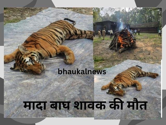 कान्हा में इलाज के दौरान मादा बाघ शावक की मौत